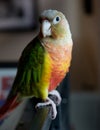 Conure