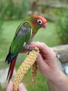 Conure Parakeet eating millet on a hand