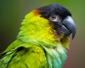 Conure parrot with black head