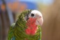 Conure Parrot with a Cream Colored Hooked Beak