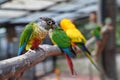 Conures - a variety of weakly expressed by a group of parrots of small and medium size. They belong to several genera in the long- Royalty Free Stock Photo