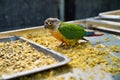Conures - a variety of weakly expressed by a group of parrots of small and medium size. They belong to several genera in the long- Royalty Free Stock Photo