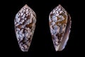 Conus achatinus Royalty Free Stock Photo