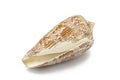 Conus aulicus, princely cone, predatory sea snail, cone shells, brown with white sea shell on white background Ocean marine