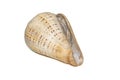 Conus betulinus, common name the betuline cone, is a species of sea snail, a marine gastropod mollusk in the family Conidae, the Royalty Free Stock Photo