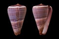 Conus figulinus