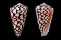 Conus marmoreus Royalty Free Stock Photo