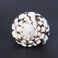 Conus marmoreus shell Royalty Free Stock Photo