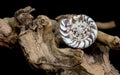 Conus Mustelinus Shell on Driftwood Royalty Free Stock Photo