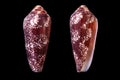 Conus omaria