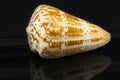 Conus pulcher