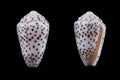 Conus pulicarius