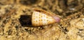 Conus tessulatus, common name the tessellated cone, Royalty Free Stock Photo