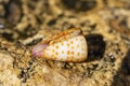 Conus tessulatus, common name the tessellated cone, Royalty Free Stock Photo