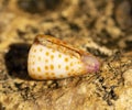 Conus tessulatus, common name the tessellated cone, Royalty Free Stock Photo