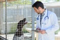 convalescent dog in veterinary clinic