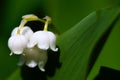 Convallaria. Lily-of-the-valley.