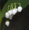 Convallaria majalis Royalty Free Stock Photo