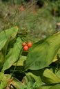 Convallaria majalis in august. Red berries of lily of the valley Royalty Free Stock Photo