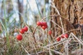 Convallaria majalis berries in the forest, lily of the valley fruit in autumn Royalty Free Stock Photo