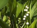 Convallaria majalis