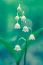 Convallaria majalis