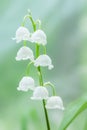 Convallaria majalis Royalty Free Stock Photo