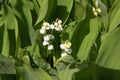 convallaria majalis: delicate beauty of lily of the valley in close-up Royalty Free Stock Photo