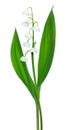 Convallaria majalis flower