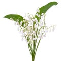 Convallaria majalis flowers