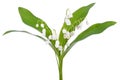 Convallaria majalis flowers