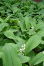 Convallaria majalis in full bloom in spring Royalty Free Stock Photo