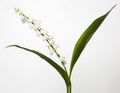 Convallaria majalis, Lily of the Valley, Royalty Free Stock Photo