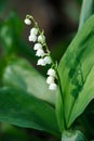 Convallaria majalis, Lily of the Valley Royalty Free Stock Photo