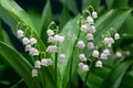 Convallaria majalis. Lily of the valley blooming in the spring forest Royalty Free Stock Photo