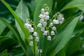 Convallaria majalis. Lily of the valley blooming in the spring forest Royalty Free Stock Photo