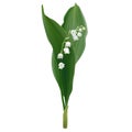 Convallaria majalis - Lily of the valley.