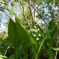 Convallaria majalis. Lily of the valley in spring garden. Royalty Free Stock Photo