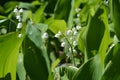 Convallaria majalis. Lily of the valley in spring garden. Beautiful white flowers Royalty Free Stock Photo