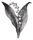 Convallaria majalis or lily of the valley, vintage engraving Royalty Free Stock Photo