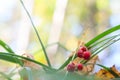 Convallaria majalis. Poisonous berries lily of the valley on a b Royalty Free Stock Photo