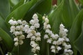 Convallaria Majalis in bloom Royalty Free Stock Photo