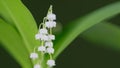 Convallaria majalis. White lily of the valley flowers and young green leaves. Pan. Royalty Free Stock Photo