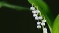 Convallaria majalis. White lily of the valley flowers and young green leaves. Rack focus. Royalty Free Stock Photo