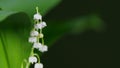 Convallaria majalis. White lily of the valley flowers and young green leaves. Rack focus. Royalty Free Stock Photo