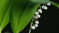 Convallaria majalis. White lily of the valley flowers and young green leaves. Tilt up. Royalty Free Stock Photo