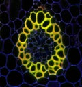 Convallaria plant microscopic sample, fluorescence signal observed with confocal laser scanning microscopy