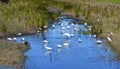 Convention of Water Birds in a Florida Stream Royalty Free Stock Photo