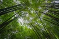 Convergence of bamboo Royalty Free Stock Photo