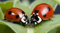 Convergent Ladybugs